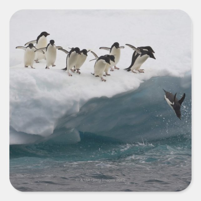 Adelie Penguins diving into sea Paulette Square Sticker (Front)