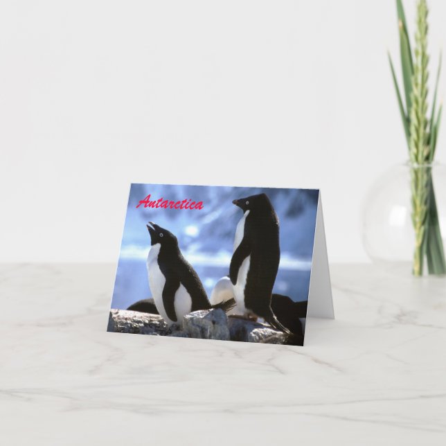 Adelie Penguins in Antarctica Greetings Card (Front)