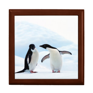 Adelie Penguins Jewelry Box