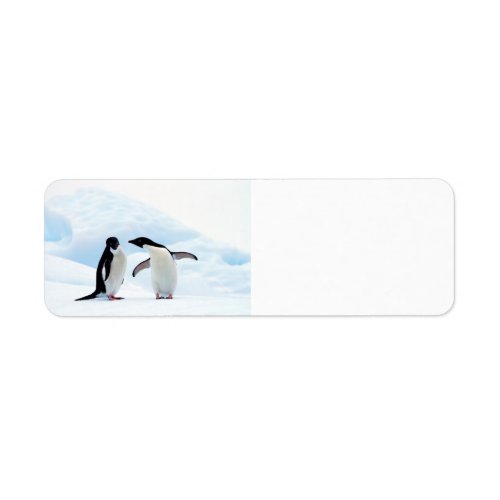 Adelie Penguins Label