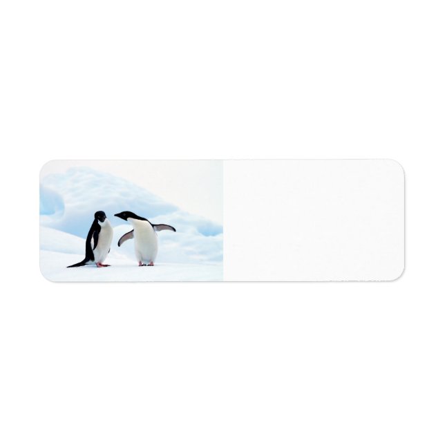 Adelie Penguins Label (Front)