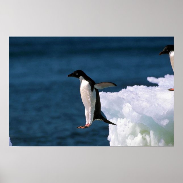 Adelie Penguins Leaping From An Iceberg Poster (Front)