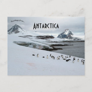 Adelie Penguins on Horseshoe Island Antarctica Postcard