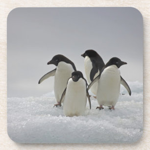Adelie Penguins on Ice Flows Beverage Coaster