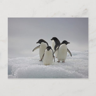Adelie Penguins on Ice Flows Postcard