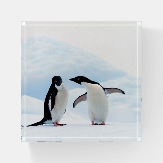 Adelie Penguins Paperweight (Front)