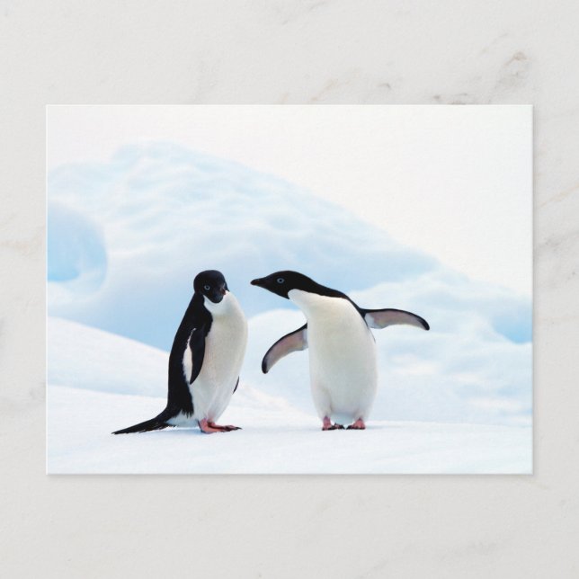 Adelie Penguins Postcard (Front)