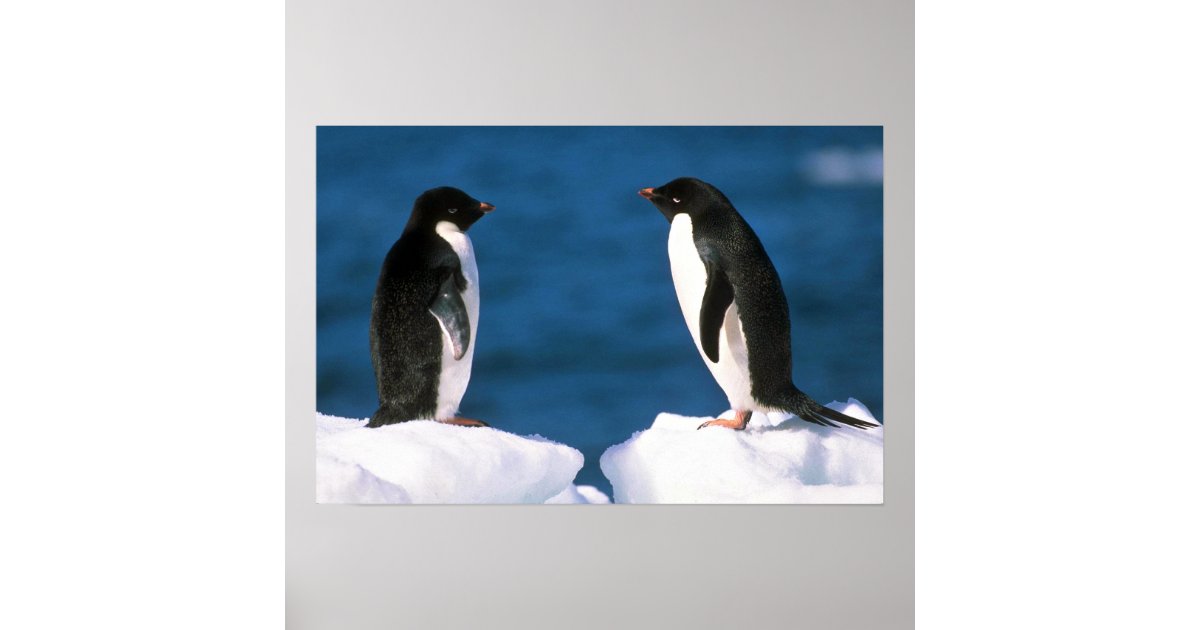 Adelie Penguins Poster | Zazzle