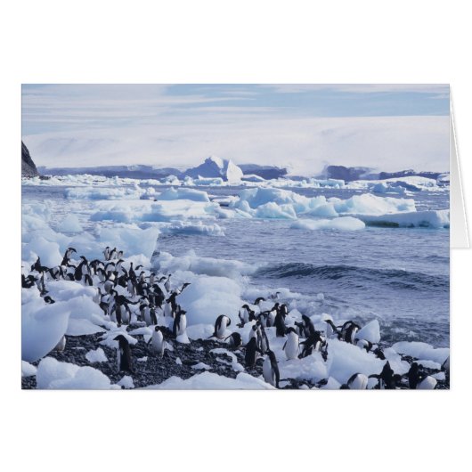Adelie Penguins Pygoscelis adeliae (Front Horizontal)