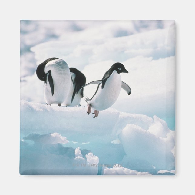 Adelie penguins (pygoscelis adeliae) Antarctica Magnet (Front)
