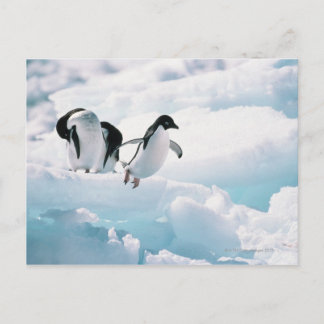 Adelie penguins (pygoscelis adeliae) Antarctica Postcard
