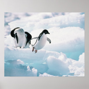Adelie penguins (pygoscelis adeliae) Antarctica Poster