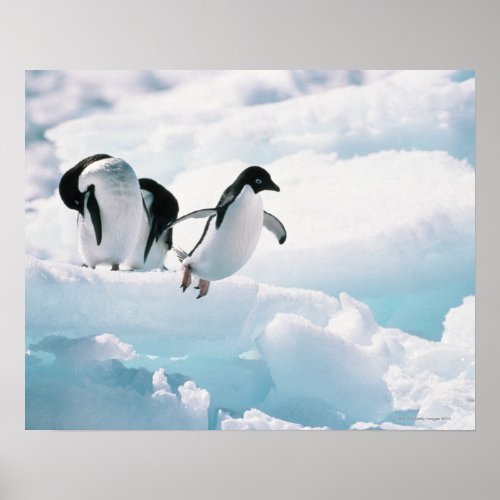 Adelie penguins pygoscelis adeliae Antarctica Poster