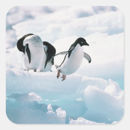 Adelie penguins pygoscelis adeliae Antarctica Square Sticker