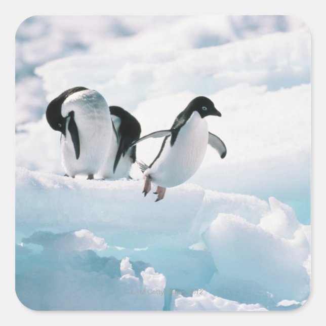 Adelie penguins (pygoscelis adeliae) Antarctica Square Sticker (Front)