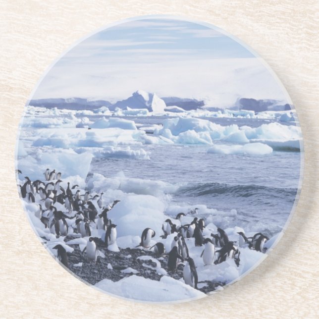 Adelie Penguins Pygoscelis adeliae Drink Coaster (Front)