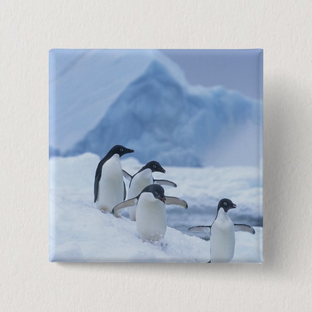 Adelie Penguins (Pygoscelis adeliae) on ice, Button (Front)