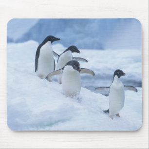 Adelie Penguins (Pygoscelis adeliae) on ice, Mouse Pad