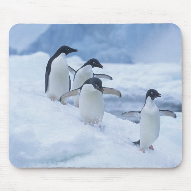 Adelie Penguins (Pygoscelis adeliae) on ice, Mouse Pad (Front)