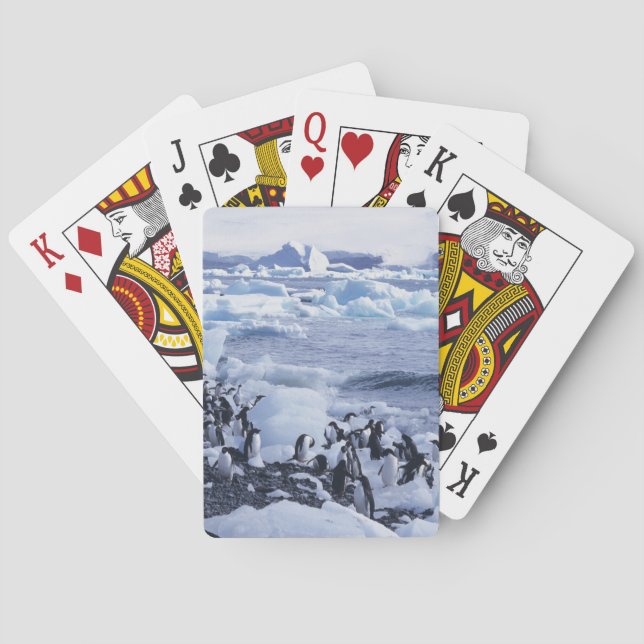 Adelie Penguins Pygoscelis adeliae Poker Cards (Back)