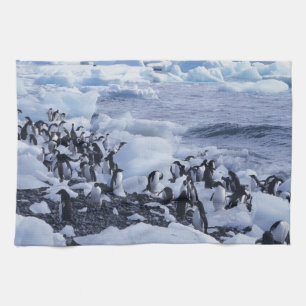 Adelie Penguins Pygoscelis adeliae Towel