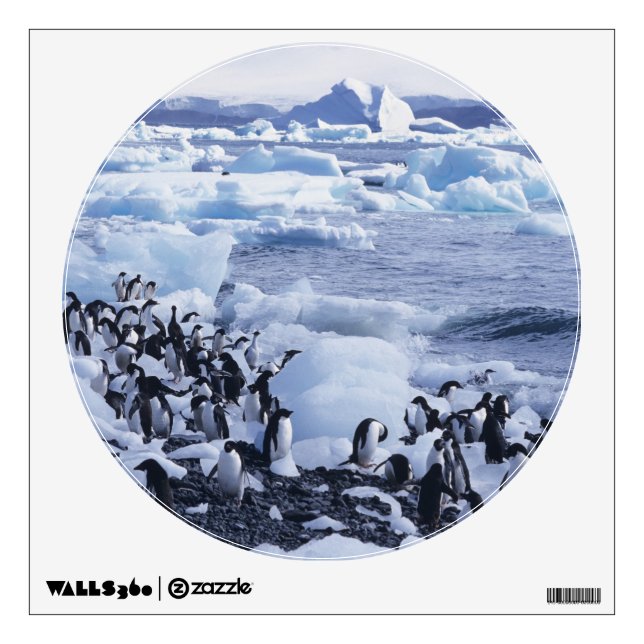 Adelie Penguins Pygoscelis adeliae Wall Decal (Front)
