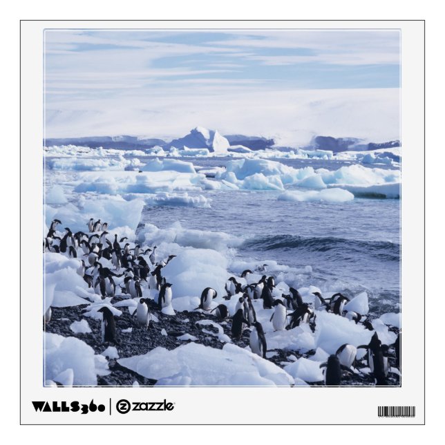 Adelie Penguins Pygoscelis adeliae Wall Sticker (Front)