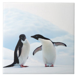 Adelie Penguins Tile
