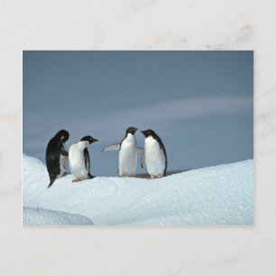 Adelite penguins, Antarctica Postcard