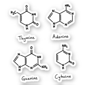 Adenine, guanine, cytosine, thymine molecules sticker