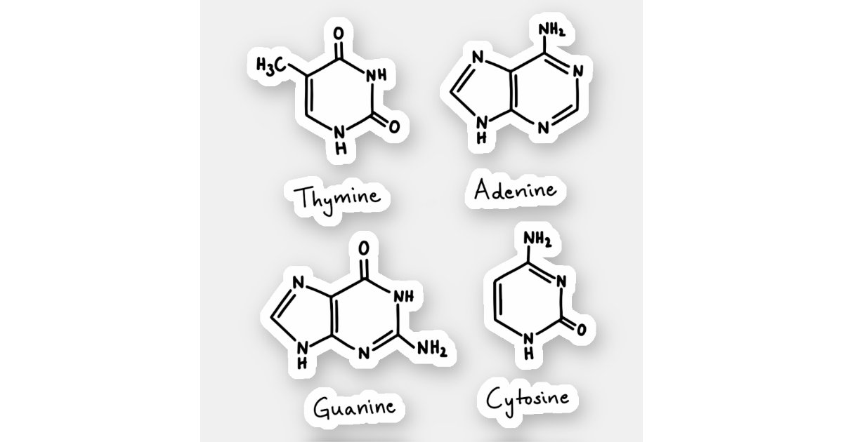 Are Adenine and Guanine Larger Molecules Than Cytosine and Thymine?