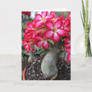 Adenium notecard
