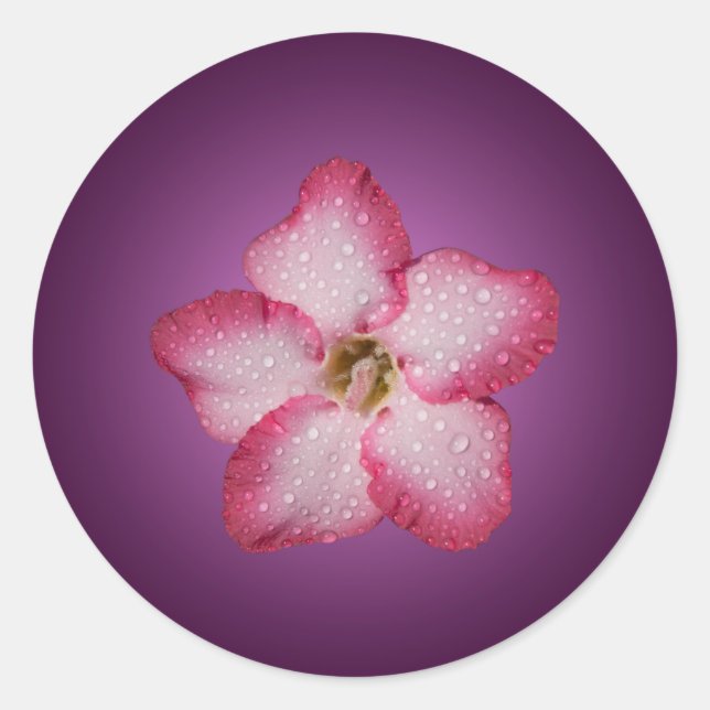 Adenium Pink Flower Flora Gradient Violet Classic Round Sticker (Front)