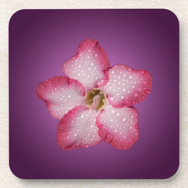 Adenium Pink Flower Flora Gradient Violet Coaster (Front)