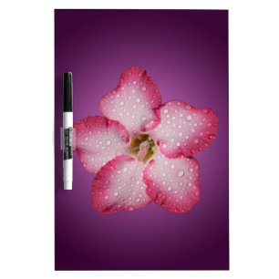 Adenium Pink Flower Flora Gradient Violet Dry-Erase Board