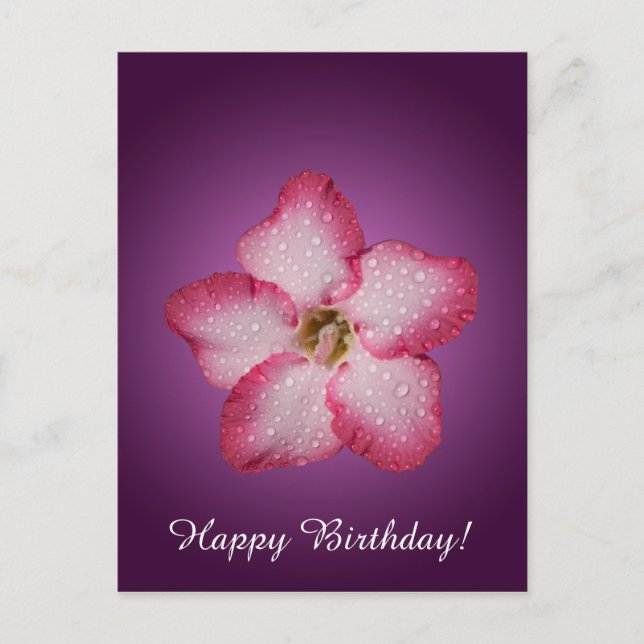 Adenium Pink Flower Flora Gradient Violet Postcard (Front)