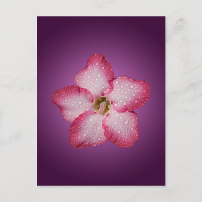 Adenium Pink Flower Flora Gradient Violet Postcard (Front)