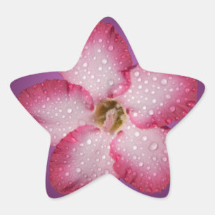 Adenium Pink Flower Flora Gradient Violet Star Sticker