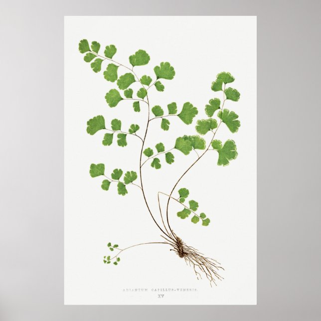 Adiantum Capillus-Veneris (Southern Maidenhair Fer Poster (Front)