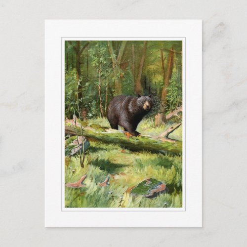 Adirondack Black Bear Postcard