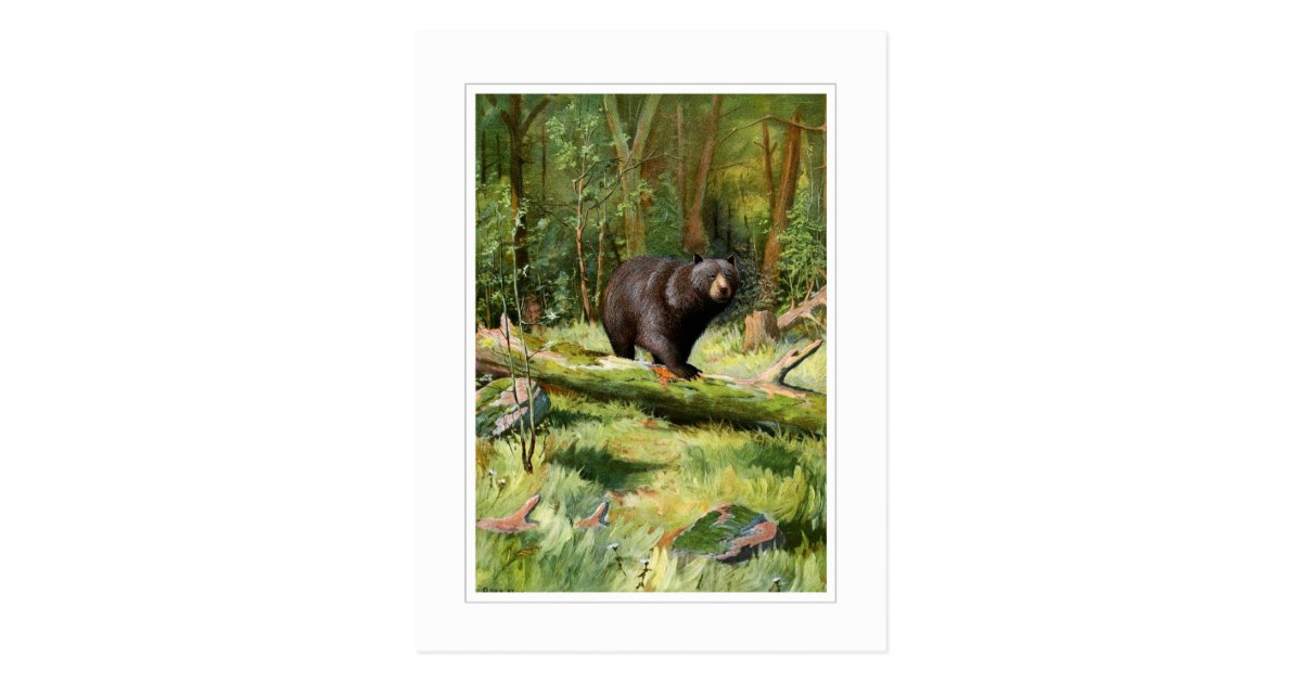 Adirondack Black Bear Postcard | Zazzle