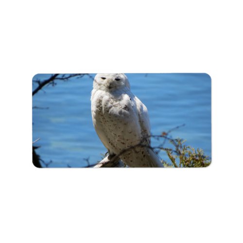 Adirondacks NY Snowy Owl Address Labels