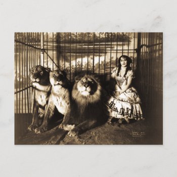 Adjie And The Lions 1899 Vintage Circus Postcard by scenesfromthepast at Zazzle