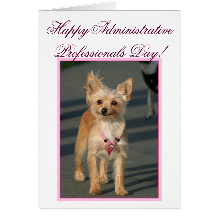 Administrative Professionals Day chihuahua card