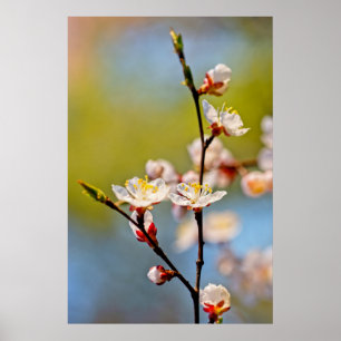 Admirable Japanese Apricot Flower Poster