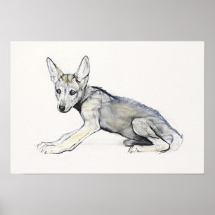 Adolescent Arabian Wolf Pup 2009 Poster