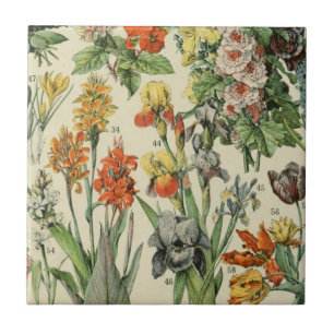 Adolph Millot Botanical Illustration 2 Ceramic Tile