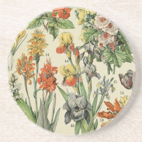 Adolph Millot Botanical Illustration 2 Coaster