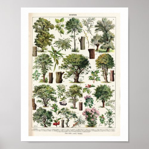 Adolphe Millot _ Arbres A _ French vintage botanic Poster