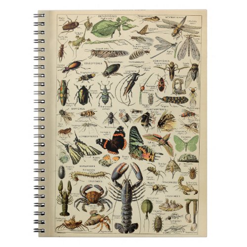 Adolphe Millot Arthropods Pattern Notebook